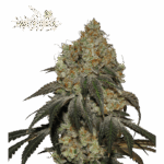 frosty tooth feminized