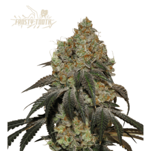 frosty tooth feminized