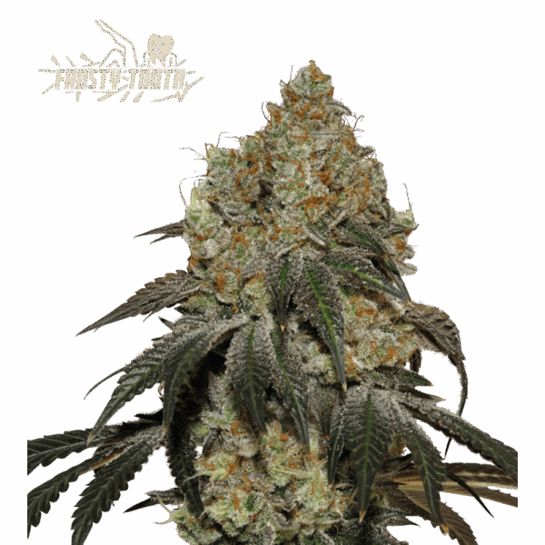 frosty tooth feminized