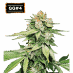 gg4 auto
