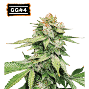 gg4 auto