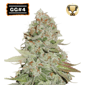 gg4 feminized