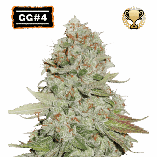 gg4 feminized