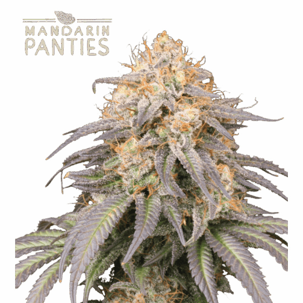 mandarin panties