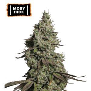 Seedstockers Moby Dick Auto