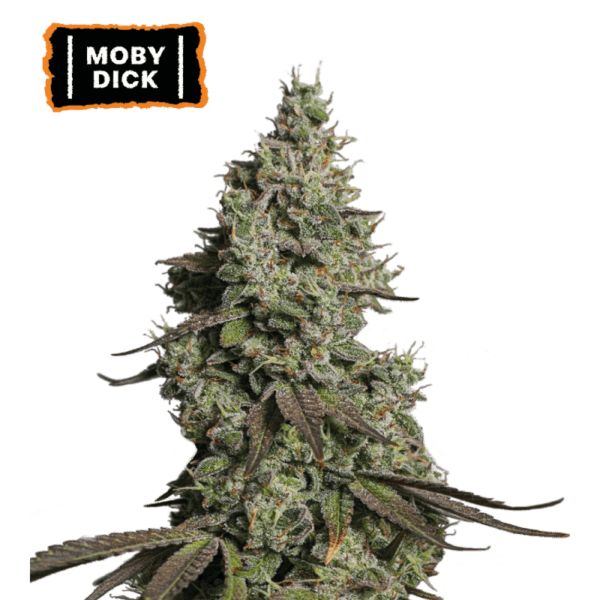Seedstockers Moby Dick Auto
