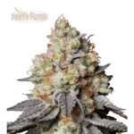 panty punch auto
