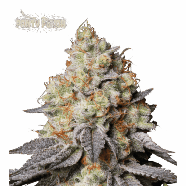 panty punch auto