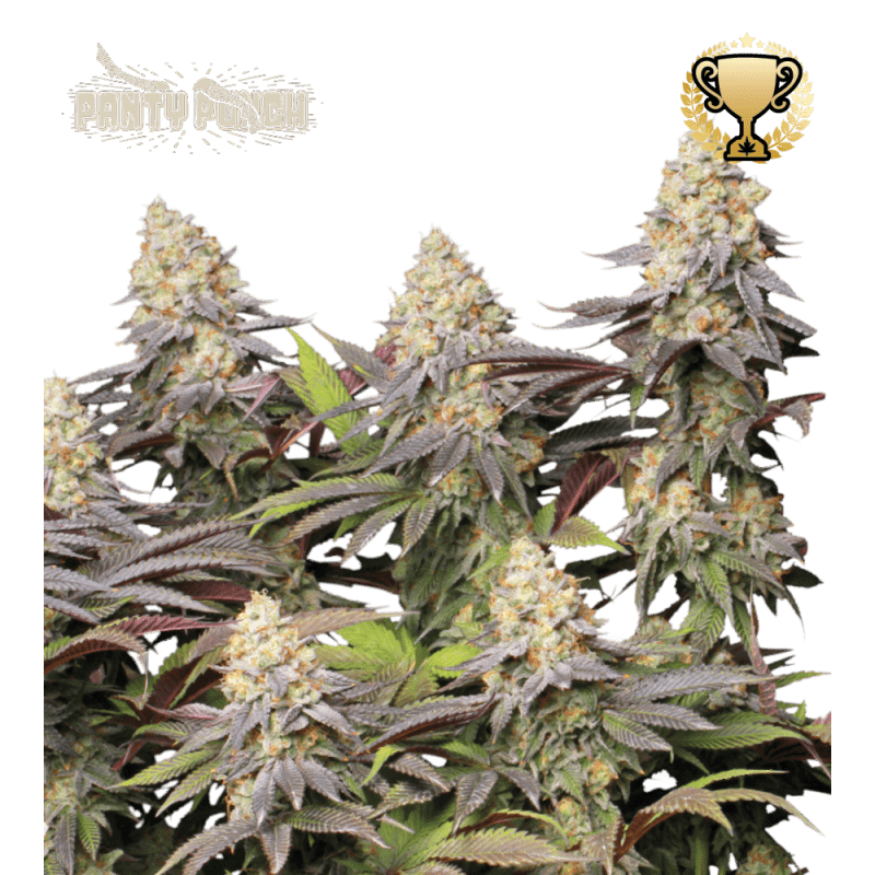 Seedstockers Panty Punch Auto