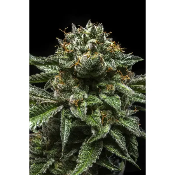 Ripper Seeds Chempie