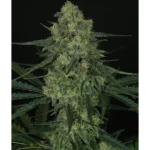Ripper Seeds Criminal+
