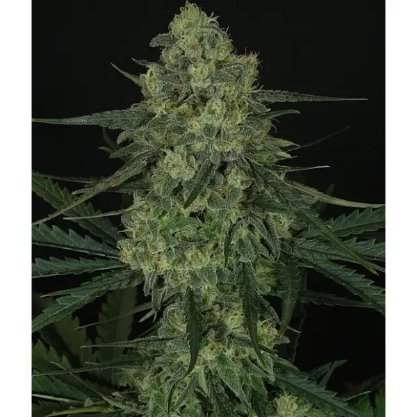 Ripper Seeds Criminal+