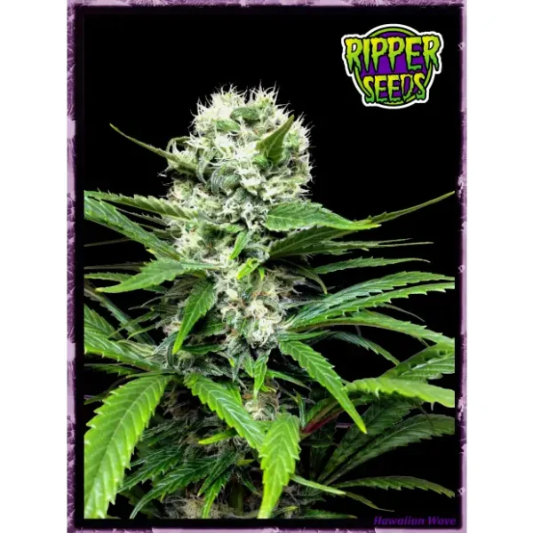 Ripper Seeds Lemon Ice 2.0
