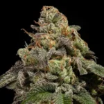 Ripper Seeds Omg