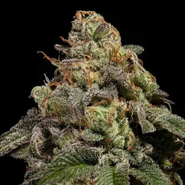 Ripper Seeds Omg