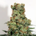 Ripper Seeds Ripper Badazz 5 Stk feminisiert