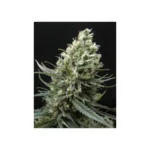 Ripper Seeds Ripper Haze