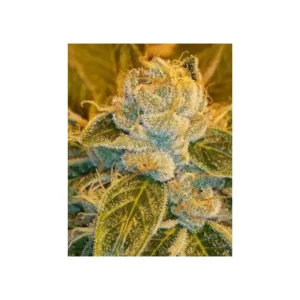 Ripper Seeds Sour Ripper 5 Stk feminisiert