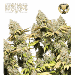 rucu cucu og auto
