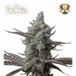 sagrada amnesia
