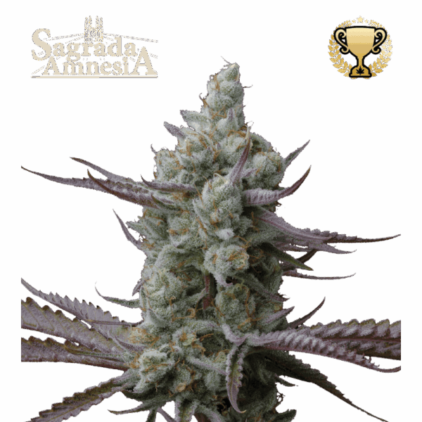 sagrada amnesia