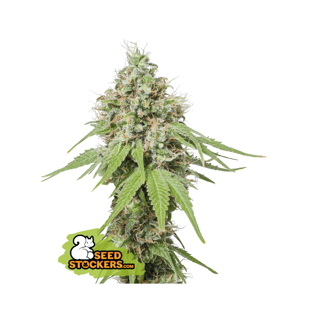 Seedstockers AK 420