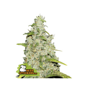 seedstockers amnesia auto 5 stk feminisiert