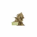 Seedstockers Apollo Black Cherry Auto