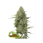 seedstockers bcn critical xxl auto 5 stk feminisiert