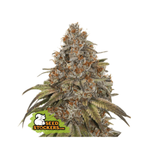 seedstockers blackberry gum auto 5 stk feminisiert