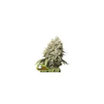 seedstockers bruce banner