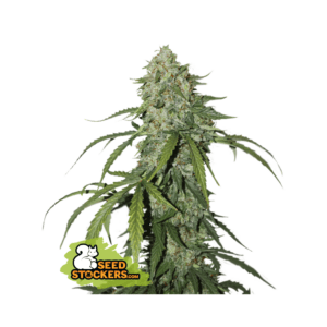 seedstockers cbd 11 silver lime haze auto 5 stk feminisiert