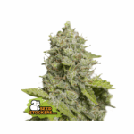 seedstockers cbd critical xxl auto 5 stk feminisiert