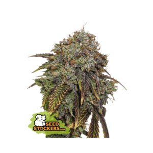 seedstockers gelato 41 auto 5 stk feminisiert