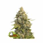 seedstockers golden lemon haze 5 stk feminisiert