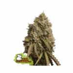 seedstockers gorilla cookies 5 stk feminisiert