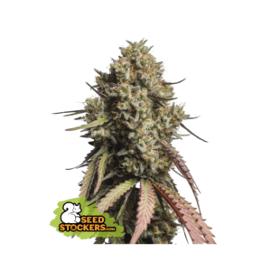 seedstockers gorilla cookies auto 5 stk feminisiert