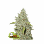 seedstockers northern lights 5 stk feminisiert
