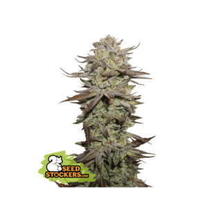 seedstockers sticky fingers auto 5 stk feminisiert