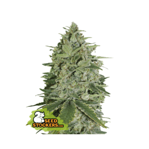 seedstockers super skunk 5 stk feminisiert