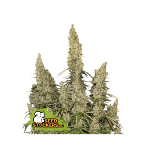 seedstockers white widow auto 5 stk feminisiert