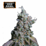sour diesel auto
