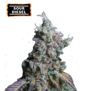 sour diesel auto