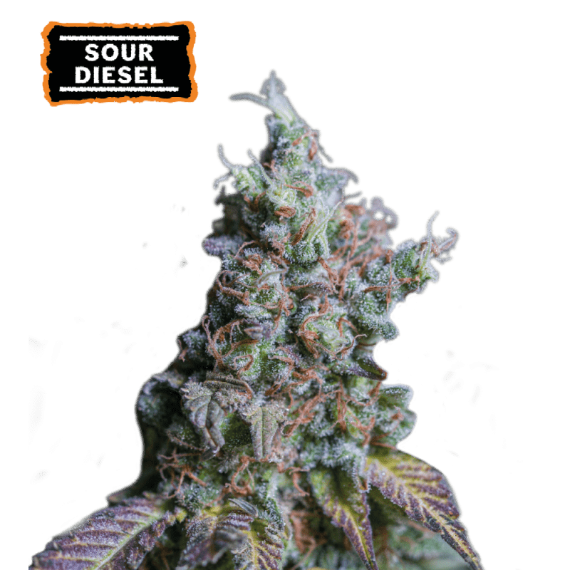 Seedstockers Sour Diesel Auto