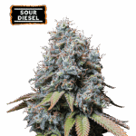 sour diesel fem