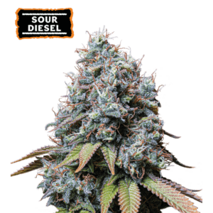 sour diesel fem