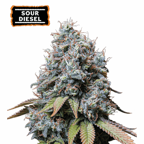 sour diesel fem