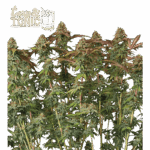 terp tonic auto