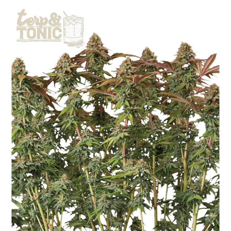 Seedstockers Terp & Tonic Auto