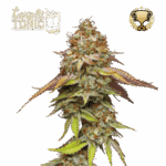 Seedstockers Terp & Tonic